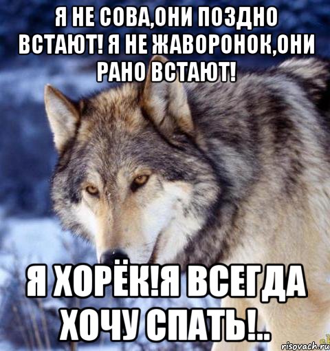 Я не сова,они поздно встают! Я не жаворонок,они рано встают! Я хорёк!Я всегда хочу спать!..