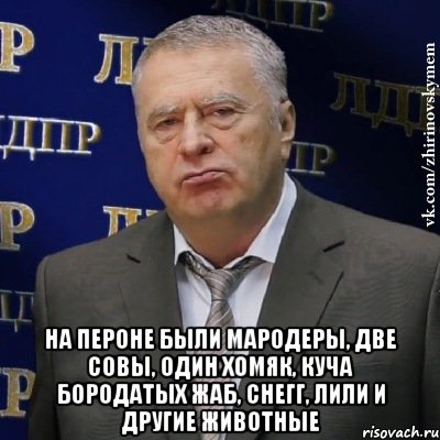  на пероне были мародеры, две совы, один хомяк, куча бородатых жаб, Снегг, Лили и другие животные, Мем Хватит это терпеть (Жириновский)