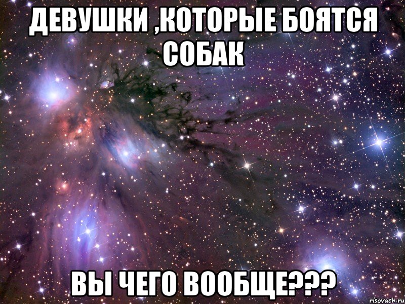 девушки ,которые боятся собак вы чего вообще???