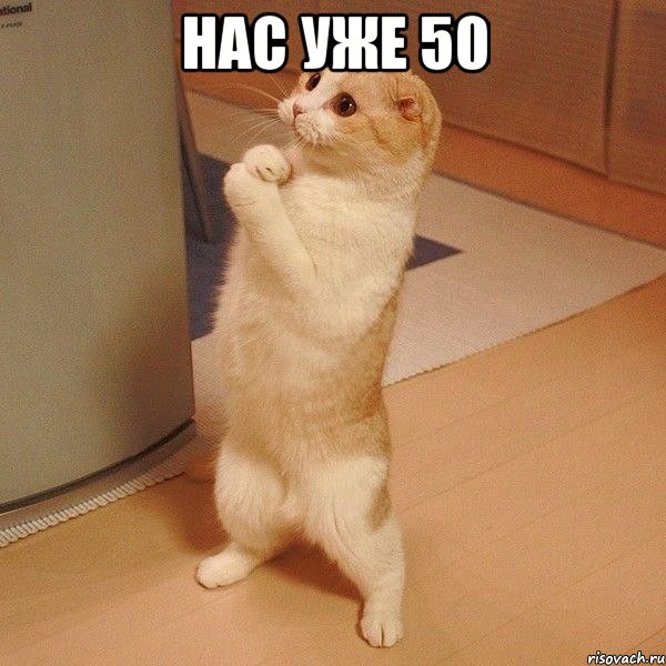 нас уже 50 , Мем  котэ молится