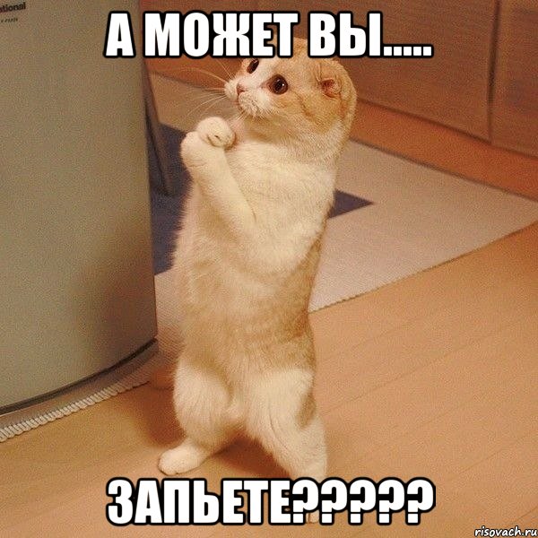 А может вы..... запьете?????, Мем  котэ молится