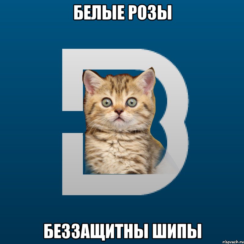 Белые розы Беззащитны шипы