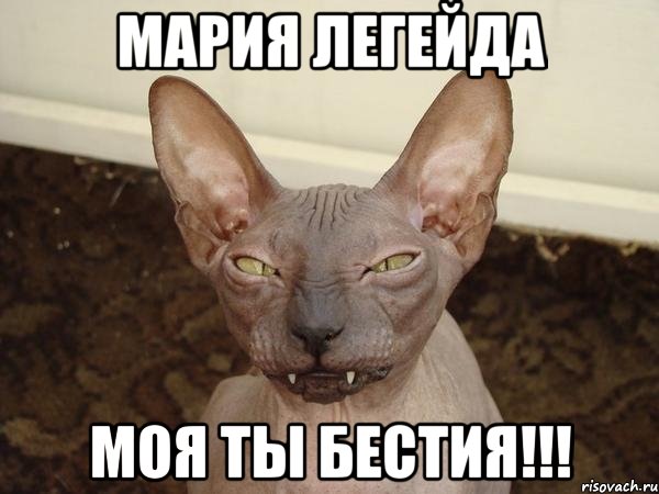 МАРИЯ ЛЕГЕЙДА МОЯ ТЫ БЕСТИЯ!!!, Мем  Злой котик