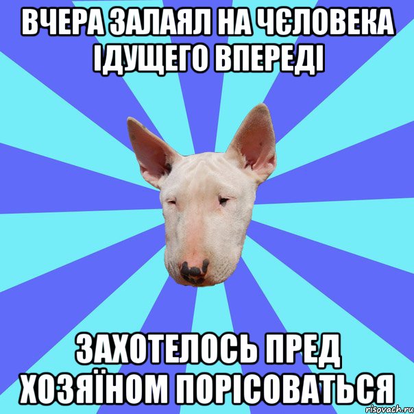 Вчера залаял на чєловека ідущего впереді Захотелось пред хозяїном порісоваться, Мем Крутая собака