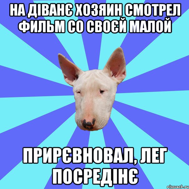 на діванє Хозяин смотрел фильм со своєй малой прирєвновал, лег посредінє, Мем Крутая собака