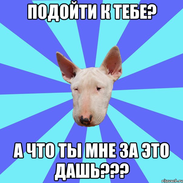 подойти к тебе? а что ты мне за это дашь???, Мем Крутая собака