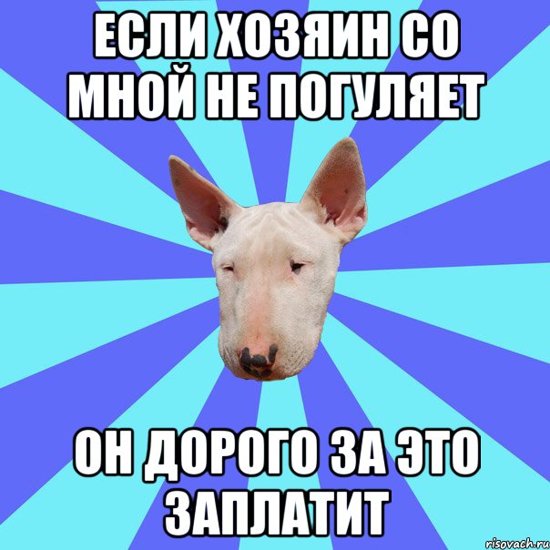 Если хозяин со мной не погуляет Он дорого за это заплатит, Мем Крутая собака