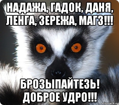 Надажа, Гадок, Даня, Ленга, Зережа, Магз!!! Брозыпайтезь! Доброе удро!!!, Мем лемур