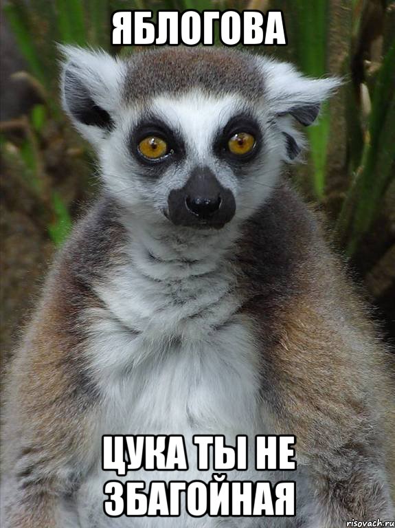 ЯблоГова цука ты не ЗбаГойная