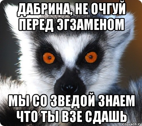 Дабрина, не очгуй перед эгзаменом мы со Зведой знаем что ты взе сдашь, Мем лемур