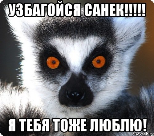 Узбагойся Санек!!!!! Я тебя тоже люблю!, Мем лемур