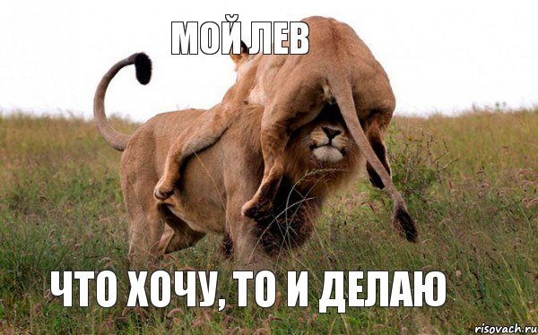 мой лев что хочу, то и делаю, Комикс Лев