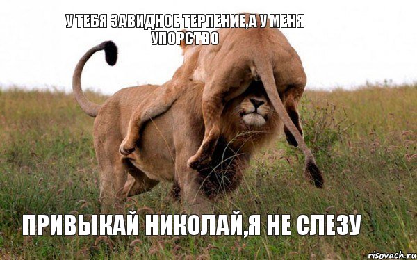 у тебя завидное терпение,а у меня упорство привыкай Николай,я не слезу, Комикс Лев