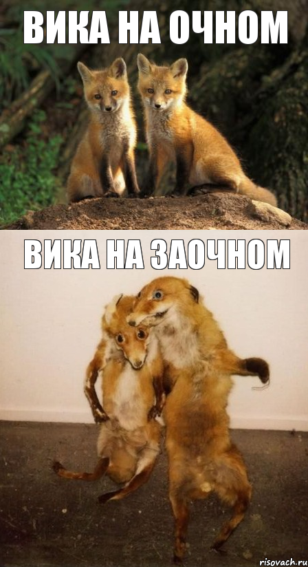 Вика на очном Вика на заочном, Комикс Лисицы