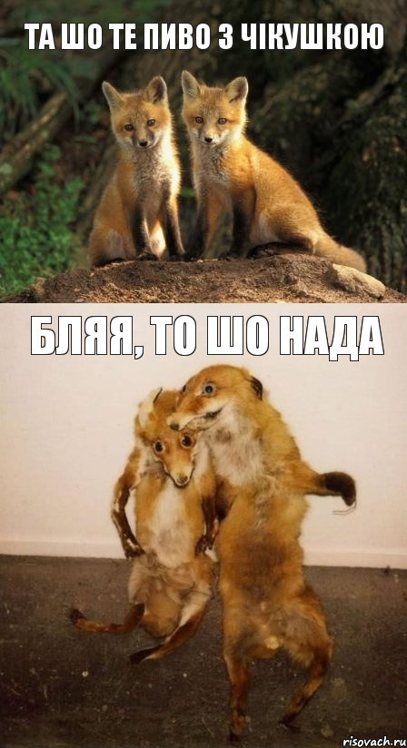 та шо те пиво з чікушкою бляя, то шо нада, Комикс Лисицы
