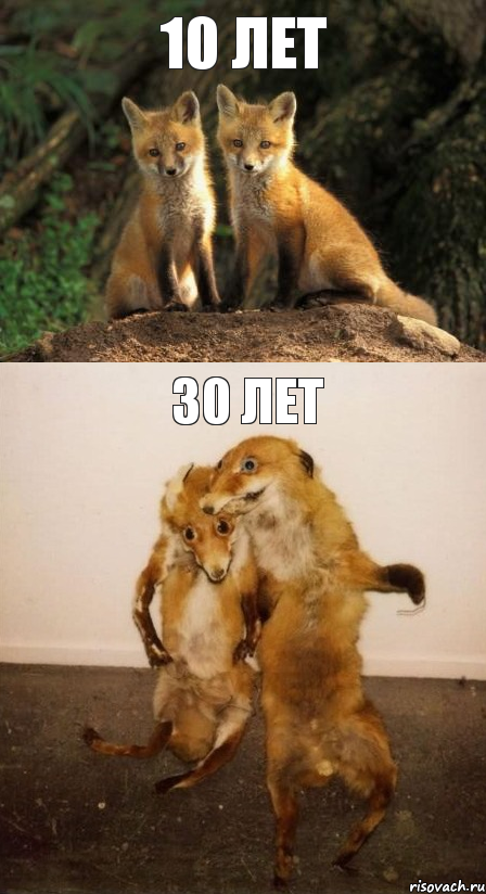10 лет 30 лет, Комикс Лисицы