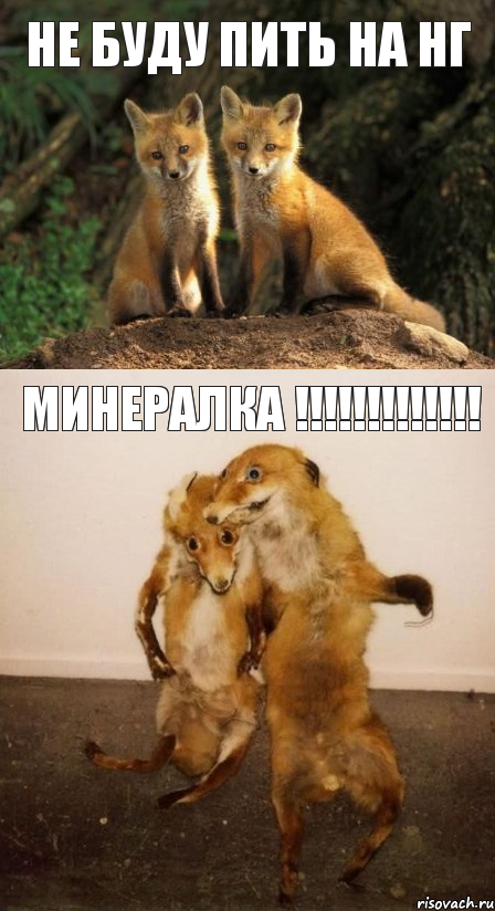 Не буду пить на НГ Минералка !!!!!!!!!!!!!, Комикс Лисицы