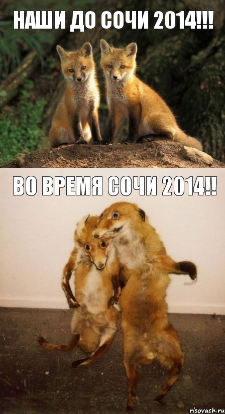 Наши до СОЧИ 2014!!! ВО ВРЕМЯ СОЧИ 2014!!, Комикс Лисицы