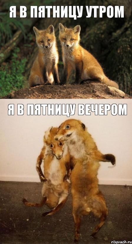 я в пятницу утром я в пятницу вечером, Комикс Лисицы