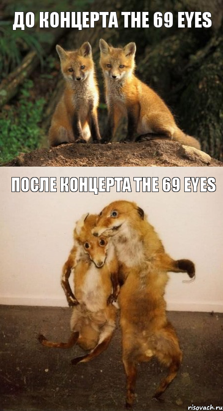 До концерта The 69 Eyes После концерта The 69 Eyes, Комикс Лисицы