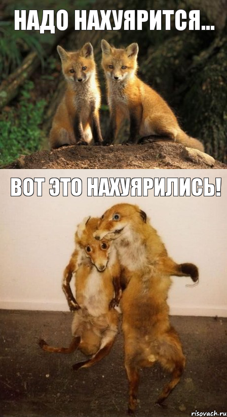 Надо нахуярится... Вот это нахуярились!, Комикс Лисицы