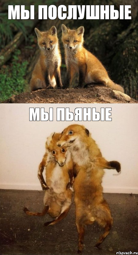 мы послушные мы пьяные, Комикс Лисицы