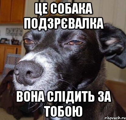 це собака подзрєвалка вона слідить за тобою