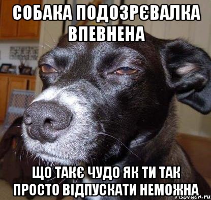 собака подозрєвалка впевнена що такє чудо як ти так просто відпускати неможна