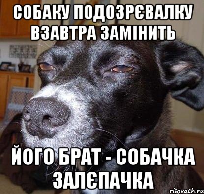 собаку подозрєвалку взавтра замінить його брат - собачка залєпачка