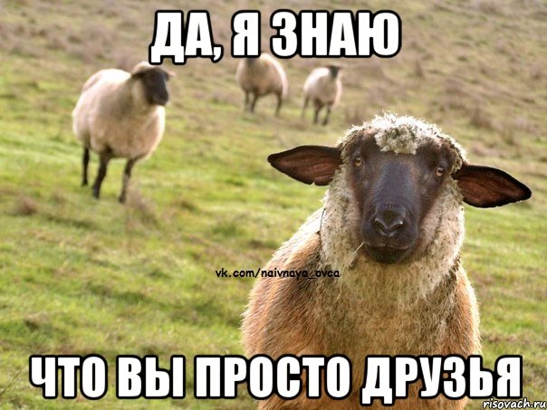 да, я знаю что вы просто друзья, Мем  Наивная Овца