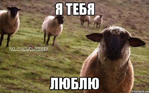 Я тебя Люблю, Мем  Наивная Овца