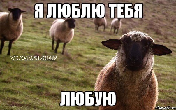 Я ЛЮБЛЮ ТЕБЯ ЛЮБУЮ, Мем  Наивная Овца