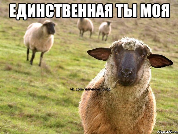 единственная ты моя , Мем  Наивная Овца