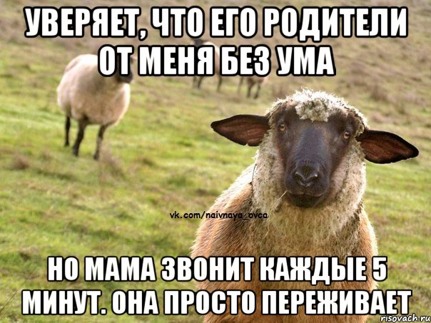 Уверяет, что его родители от меня без ума Но мама звонит каждые 5 минут. Она просто переживает, Мем  Наивная Овца