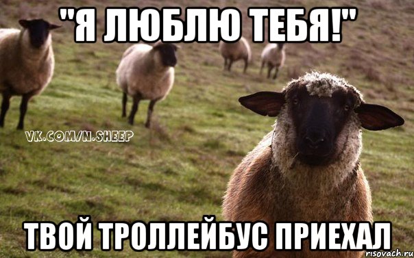 "Я ЛЮБЛЮ ТЕБЯ!" ТВОЙ ТРОЛЛЕЙБУС ПРИЕХАЛ, Мем  Наивная Овца