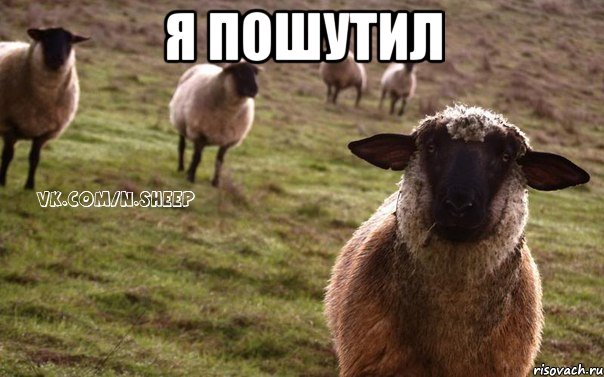 Я пошутил , Мем  Наивная Овца