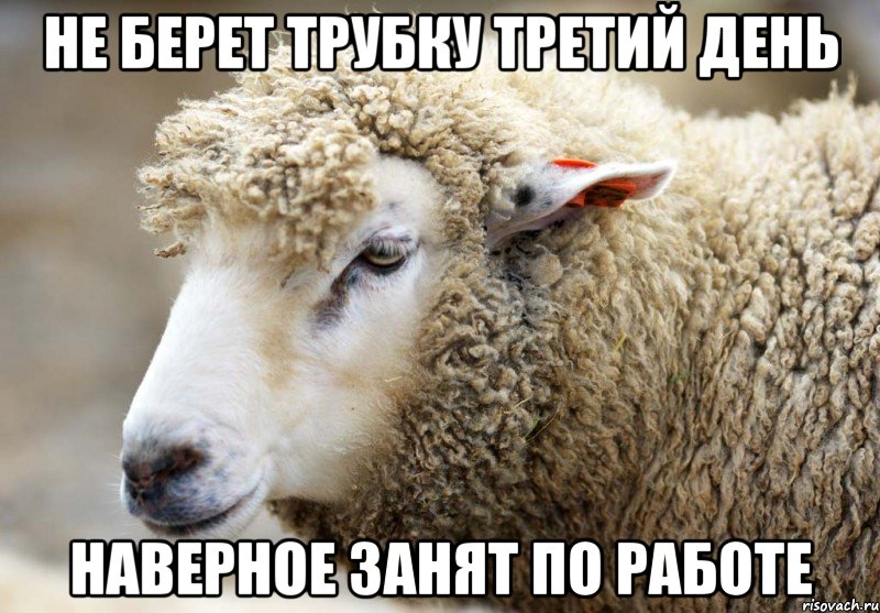 Не берет трубку третий день Наверное занят по работе