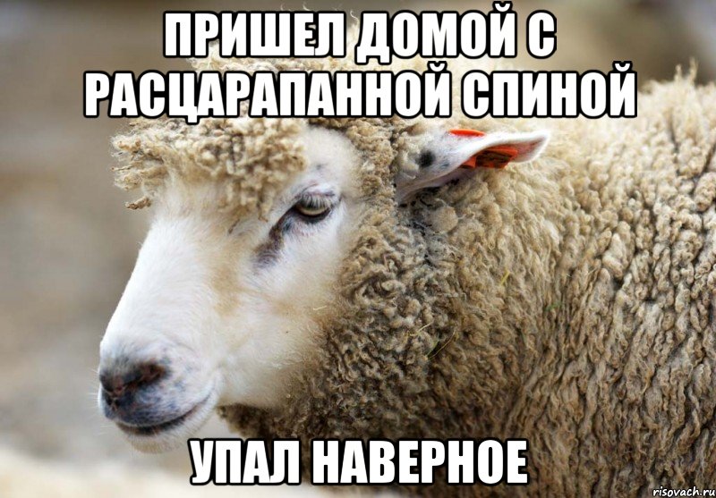 Пришел домой с расцарапанной спиной Упал наверное