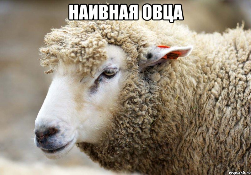 Наивная овца 