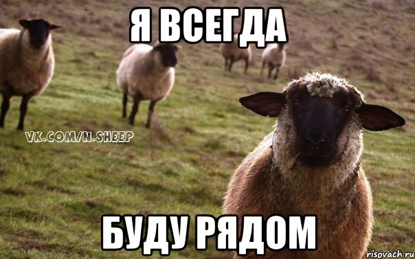 я всегда буду рядом, Мем  Наивная Овца