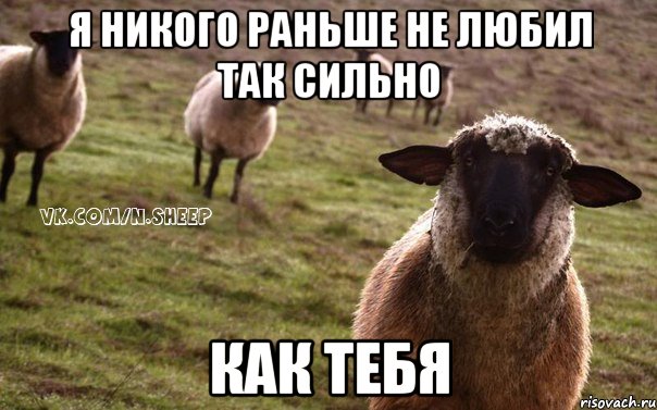 Я НИКОГО РАНЬШЕ НЕ ЛЮБИЛ ТАК СИЛЬНО КАК ТЕБЯ, Мем  Наивная Овца