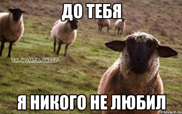 до тебя я никого не любил, Мем  Наивная Овца