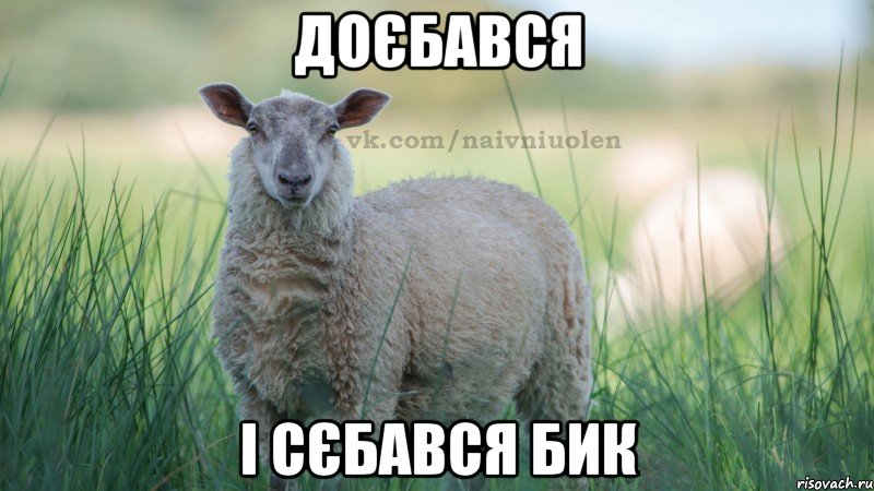 доєбався і сєбався бик