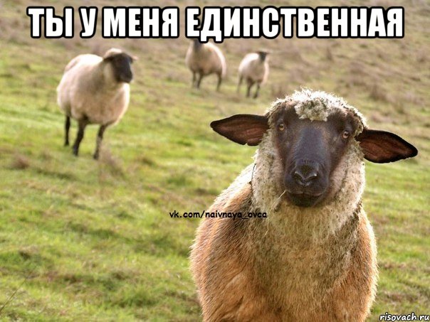 Ты у меня единственная , Мем  Наивная Овца