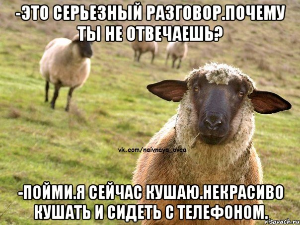 -ЭТО СЕРЬЕЗНЫЙ РАЗГОВОР.ПОЧЕМУ ТЫ НЕ ОТВЕЧАЕШЬ? -ПОЙМИ.Я СЕЙЧАС КУШАЮ.НЕКРАСИВО КУШАТЬ И СИДЕТЬ С ТЕЛЕФОНОМ., Мем  Наивная Овца