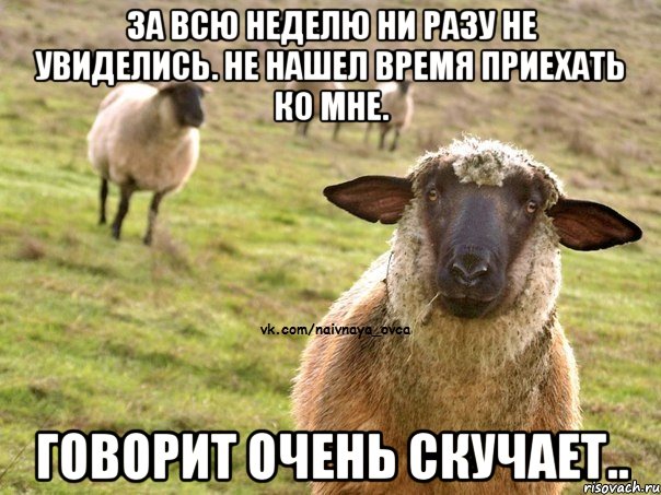 ЗА ВСЮ НЕДЕЛЮ НИ РАЗУ НЕ УВИДЕЛИСЬ. НЕ НАШЕЛ ВРЕМЯ ПРИЕХАТЬ КО МНЕ. ГОВОРИТ ОЧЕНЬ СКУЧАЕТ.., Мем  Наивная Овца