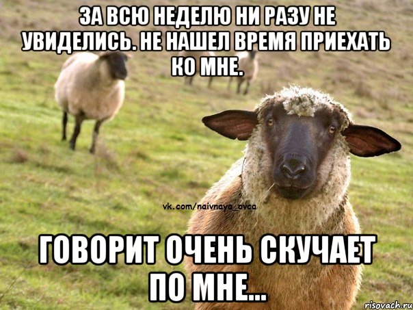 ЗА ВСЮ НЕДЕЛЮ НИ РАЗУ НЕ УВИДЕЛИСЬ. НЕ НАШЕЛ ВРЕМЯ ПРИЕХАТЬ КО МНЕ. ГОВОРИТ ОЧЕНЬ СКУЧАЕТ ПО МНЕ..., Мем  Наивная Овца