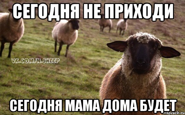 Сегодня не приходи Сегодня мама дома будет, Мем  Наивная Овца