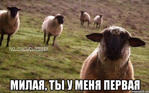  Милая, ты у меня первая, Мем  Наивная Овца