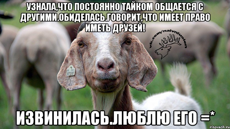 Узнала,что постоянно тайком общается с другими.Обиделась.Говорит,что имеет право иметь друзей! Извинилась.Люблю его =*, Мем  Наивная овца